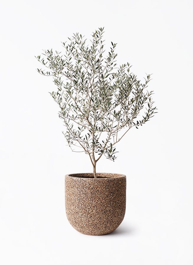 ザギマウンテンクォーツ 奇跡のゴールデンタイガーヒーラー 約10.4〜10.9