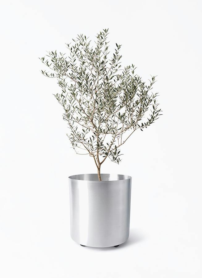 観葉植物 オリーブの木 8号 バロウニ フェルム シリンダー