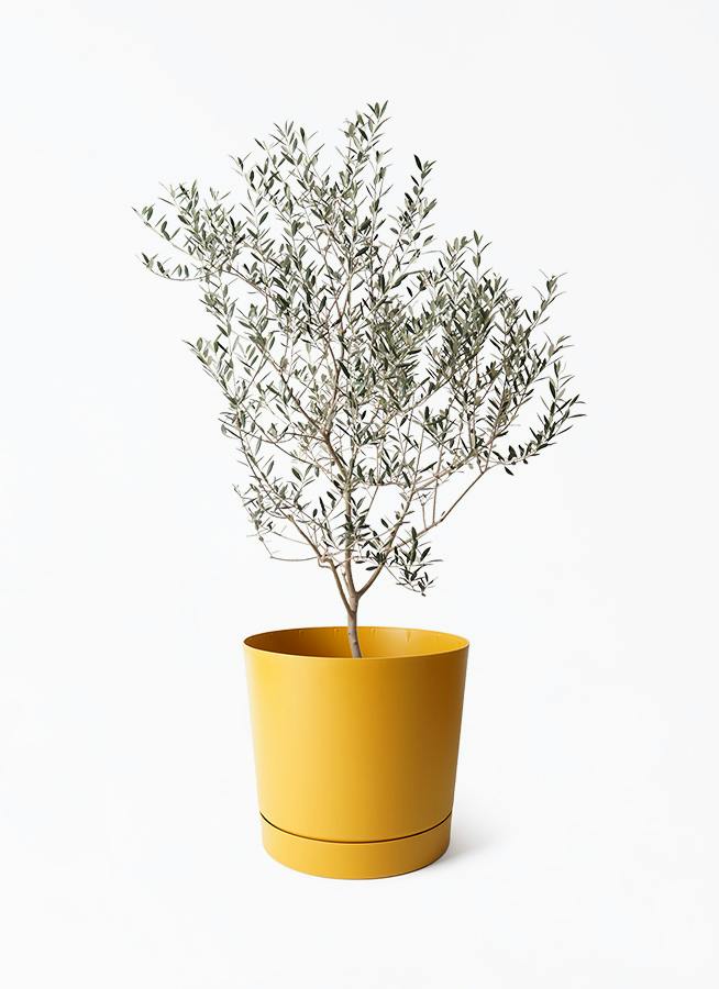 観葉植物 オリーブの木 8号 ルッカ プロスパー トゥーボ マスタード