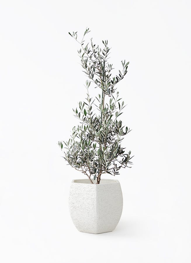 観葉植物 オリーブの木 8号 マンザニロ Eco Stone (エコストーン