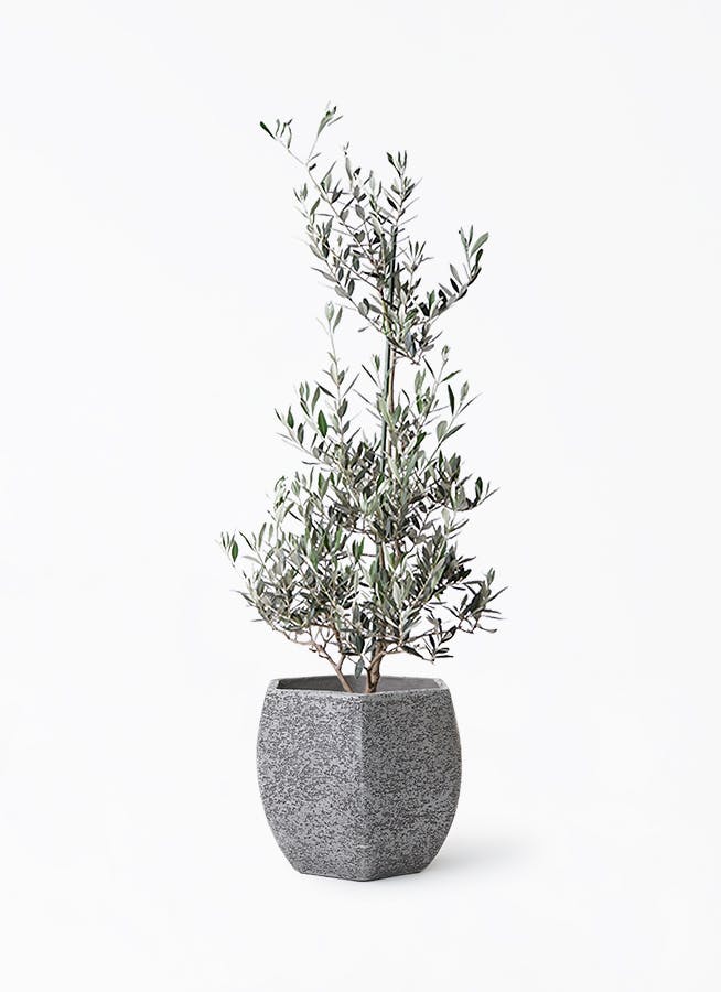 観葉植物 オリーブの木 8号 バロウニ Eco Stone (エコストーン) ヘキサ
