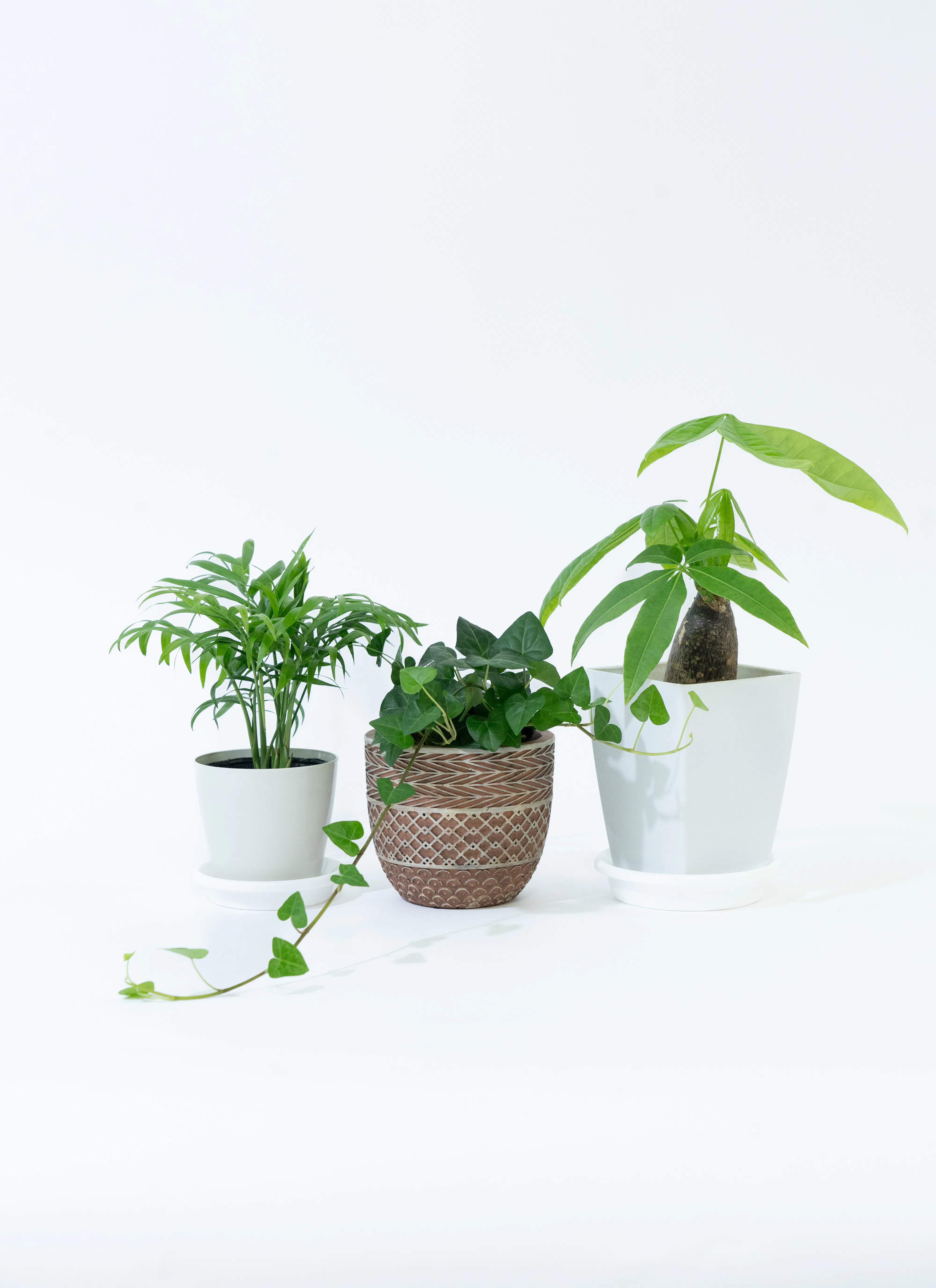 アイビー（ヘデラ） | 観葉植物通販HitoHana(ひとはな) 