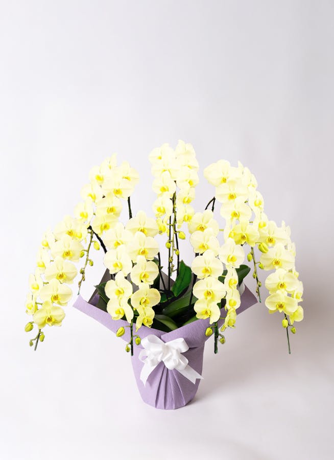 胡蝶蘭大輪 黄色 グリーンアース 7本立ち 70輪〜81輪前後 | 胡蝶蘭なら