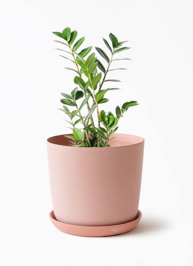 観葉植物 ザミオクルカス 6号 エステリ ピンク 付き | 観葉植物なら