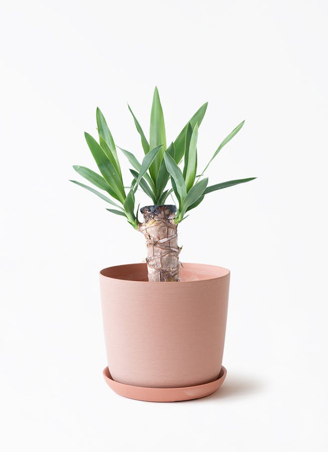 4号サイズの観葉植物 | 通販専門店 HitoHana（ひとはな）