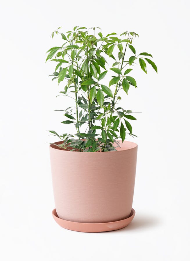 【1点モノ／セット販売】ピンク斑入りバナナ × パンダガジュマルA４✨ 1点モノ／セット販売】ピンク斑入りバナナ × パンダガジュマルA4✨ 1