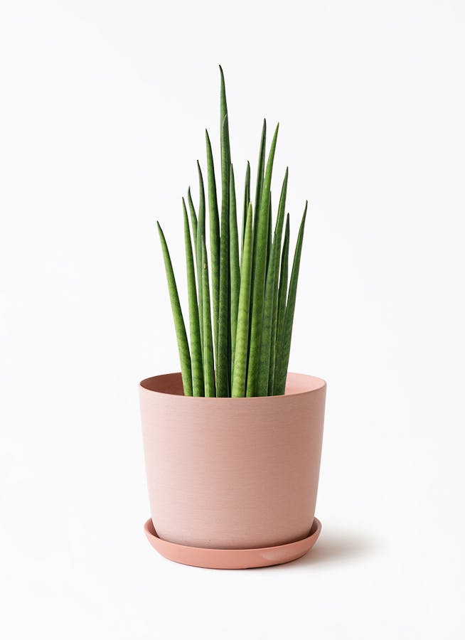 観葉植物 フィカス ルビー 4号 曲り エステリ ピンク 付き | 観葉植物