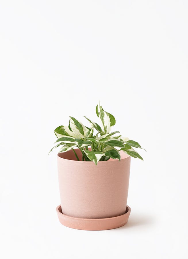 観葉植物 ポトス エンジョイ 3号 エンジョイ エステリ ピンク 付き