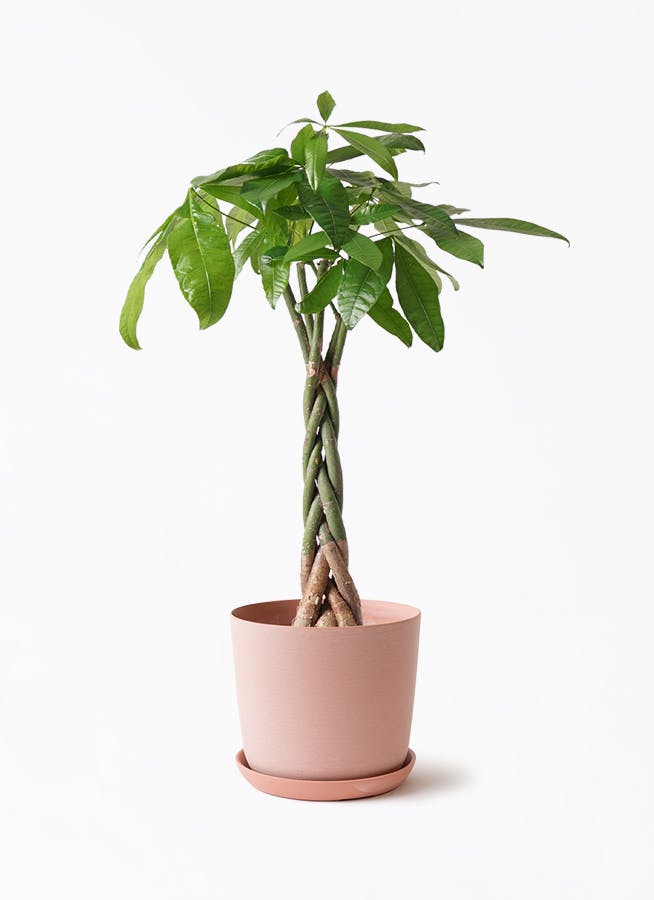 中型の観葉植物 | 通販専門店 HitoHana（ひとはな）