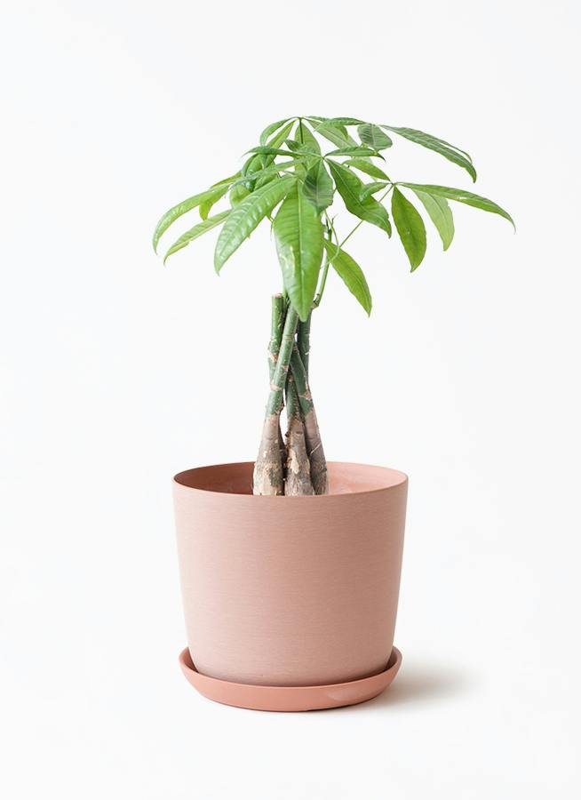 4号サイズの観葉植物 | 通販専門店 HitoHana（ひとはな）