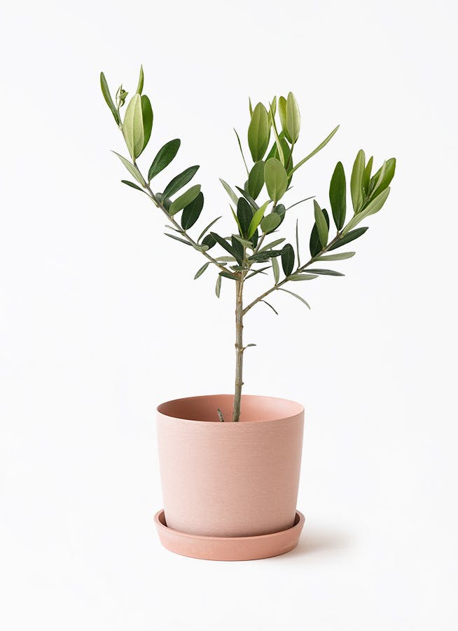 植木鉢　鉢　3 Amazon.co.jp: FaceColor 多肉植物鉢 3号鉢 釉掛け おしゃれ和風