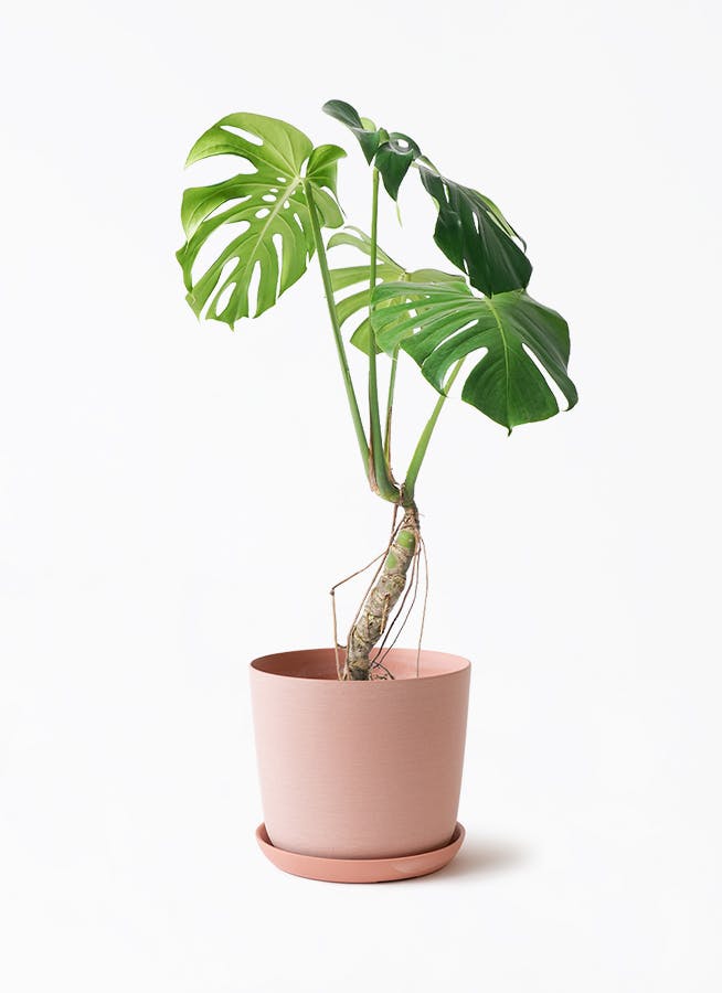 モンステラ 根あがり | 観葉植物通販 Hitohana（ひとはな）