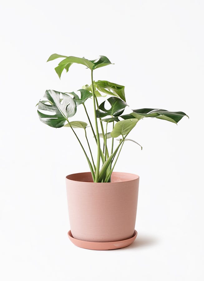 観葉植物 モンステラ 6号 ボサ造り エステリ ピンク 付き | 観葉植物
