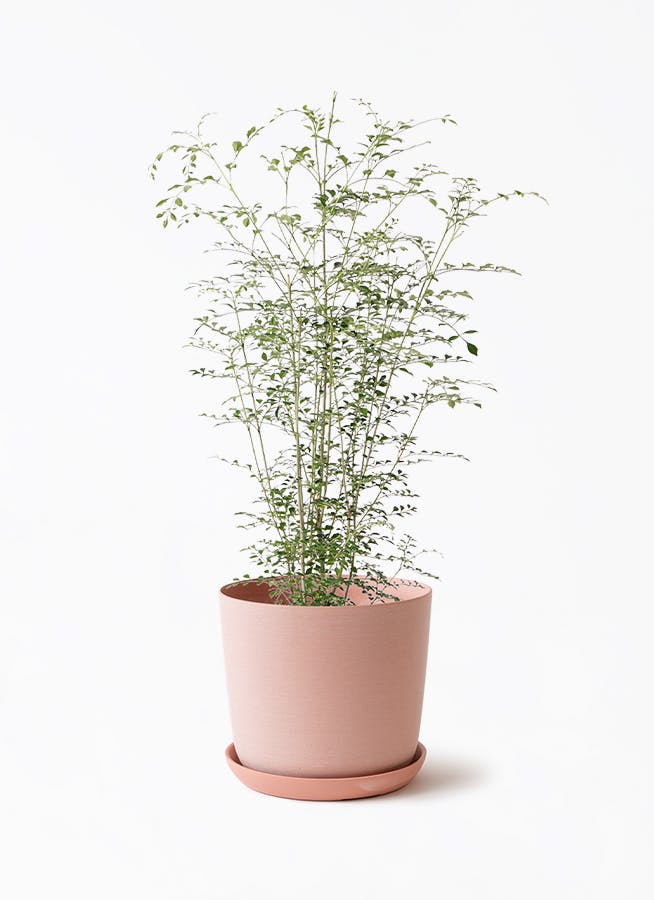 観葉植物 ザミオクルカス 6号 エステリ ピンク 付き | 観葉植物なら