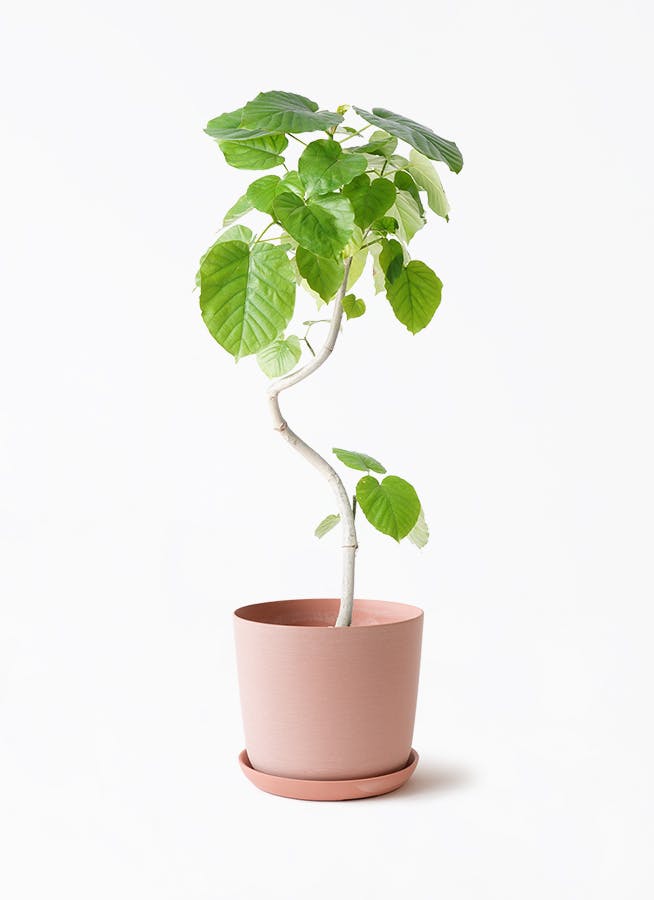 観葉植物 フィカス ウンベラータ 6号 曲り エステリ ピンク 付き