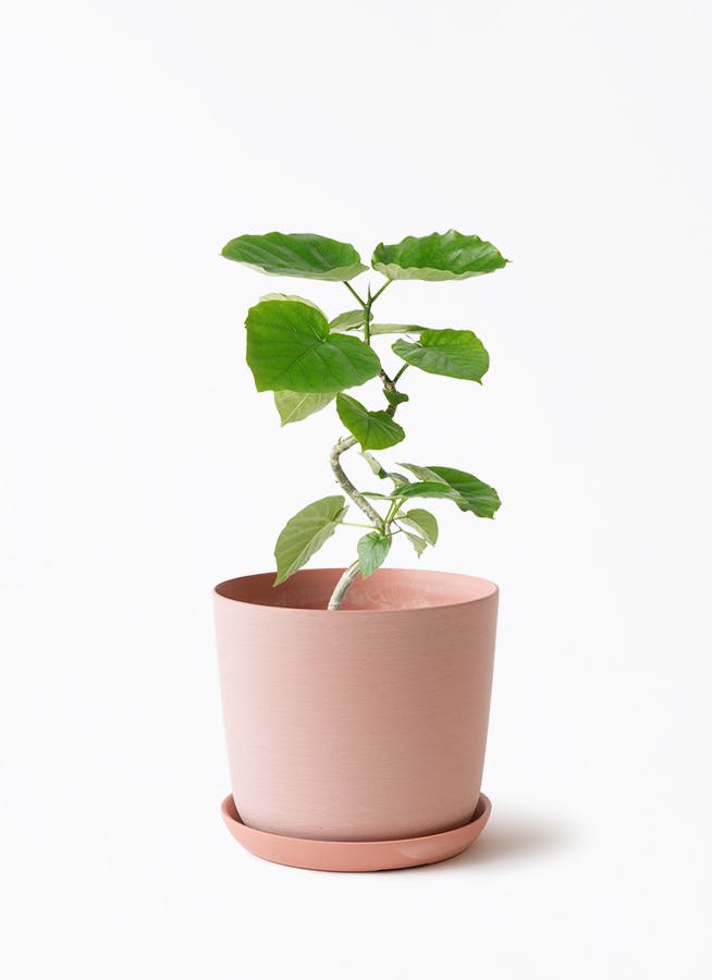 観葉植物 サンスベリア 4号 トリファッシアータ エステリ ピンク 付き