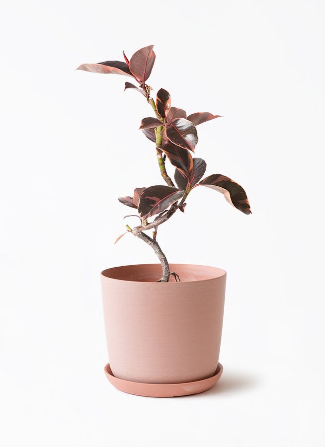 フィカス ルビー | 観葉植物通販HitoHana(ひとはな)