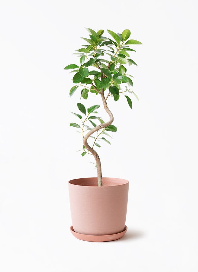 中型の観葉植物 | 通販専門店 HitoHana（ひとはな）