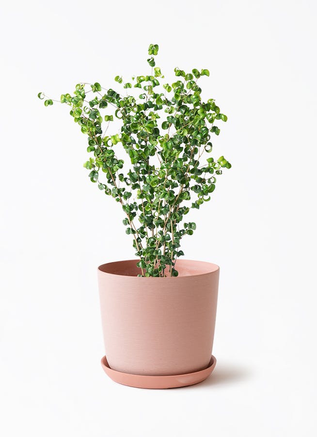 美葉錦 中型観葉植物 中型の観葉植物 | 通販専門店 HitoHana（ひとはな）