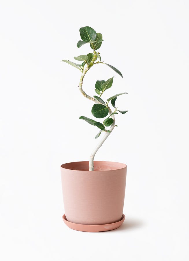 フィカス ベンガレンシス | 観葉植物の通販ならHitoHana