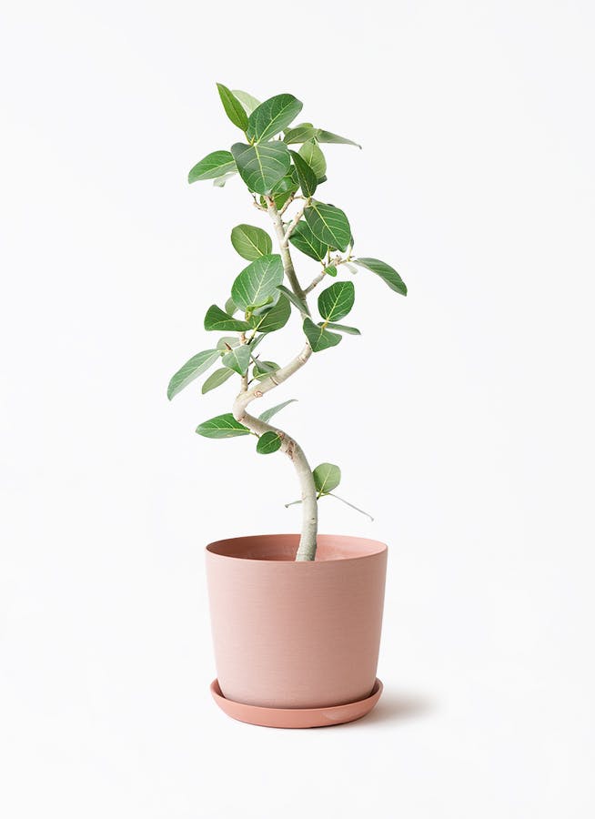 中型の観葉植物 | 通販専門店 HitoHana（ひとはな）