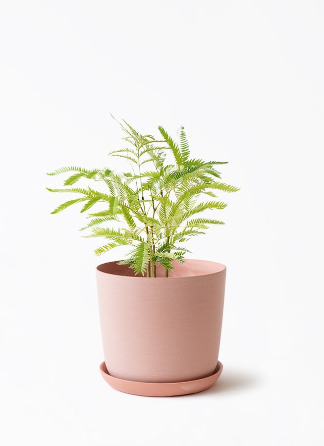 観葉植物 ザミオクルカス 4号 エステリ ピンク 付き | 観葉植物なら