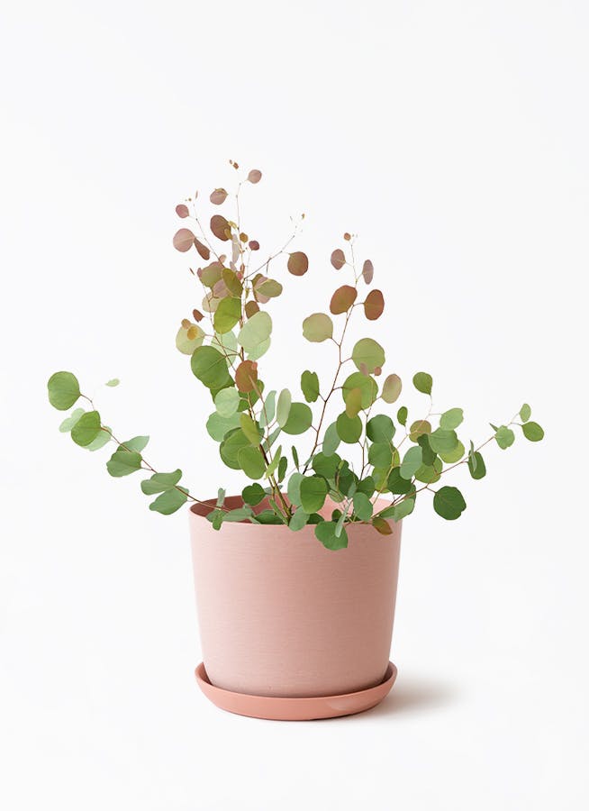 中型の観葉植物 | 通販専門店 HitoHana（ひとはな）