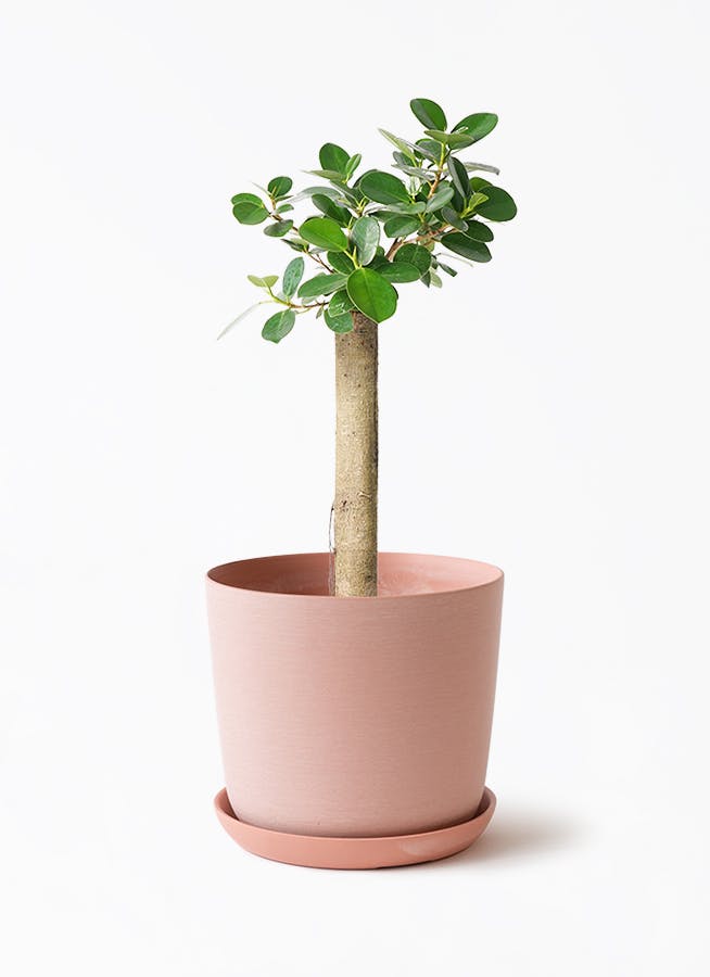 観葉植物 ガジュマル 6号 パンダ 朴仕立て エステリ ピンク 付き