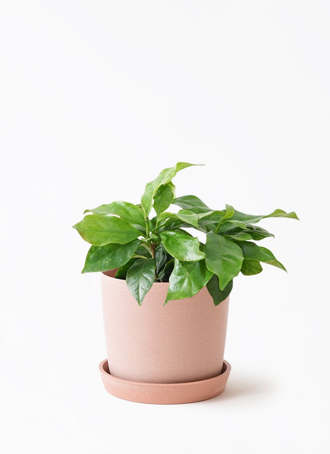 3号サイズの観葉植物 | 通販専門店 HitoHana（ひとはな）