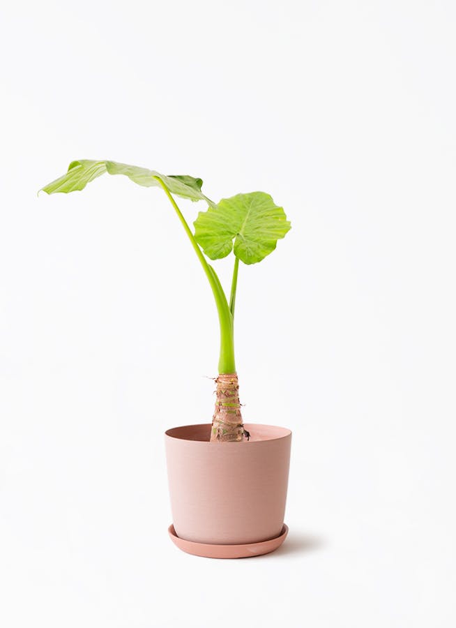アロカシア 中型 植物 観葉植物 アロカシア 6号 オドラ（クワズイモ） エステリ ピンク 付き