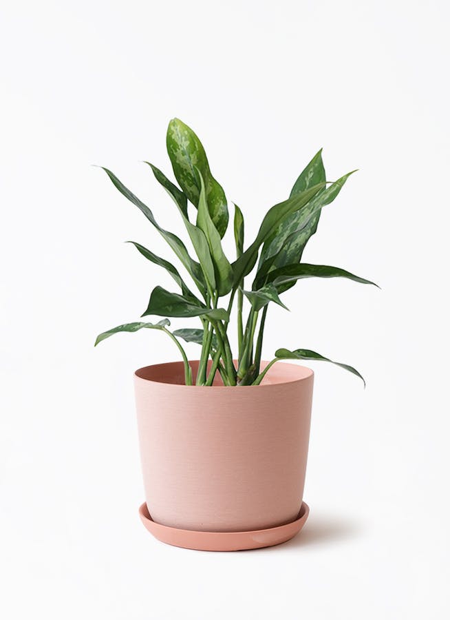 4号サイズの観葉植物 | 通販専門店 HitoHana（ひとはな）