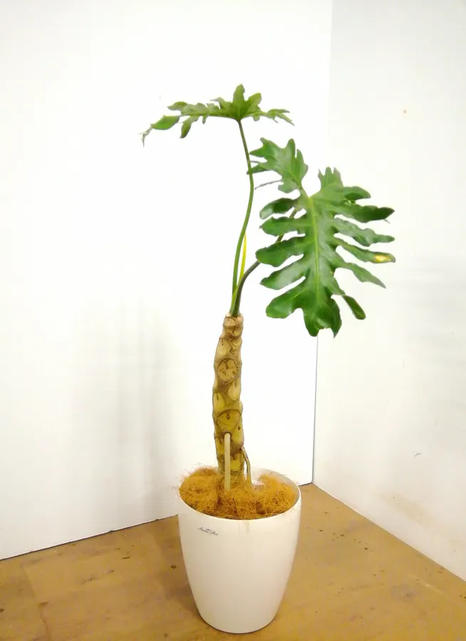 観葉植物 1cm セローム ヒトデカズラ 8号 観葉植物ならhitohana ひとはな