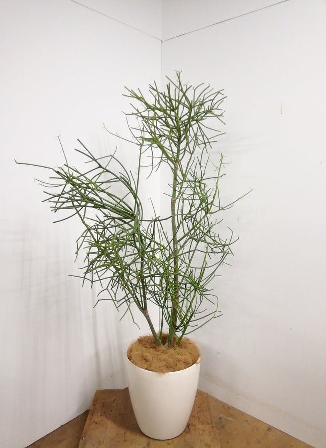 観葉植物 155cm ミルクブッシュ10号 1都3県配送限定商品 観葉植物ならhitohana ひとはな