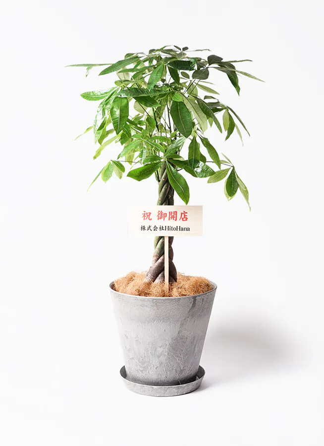 観葉植物①取引中