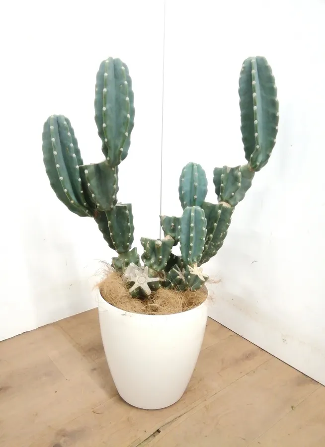観葉植物 90cm 柱サボテン 8号 観葉植物ならhitohana ひとはな
