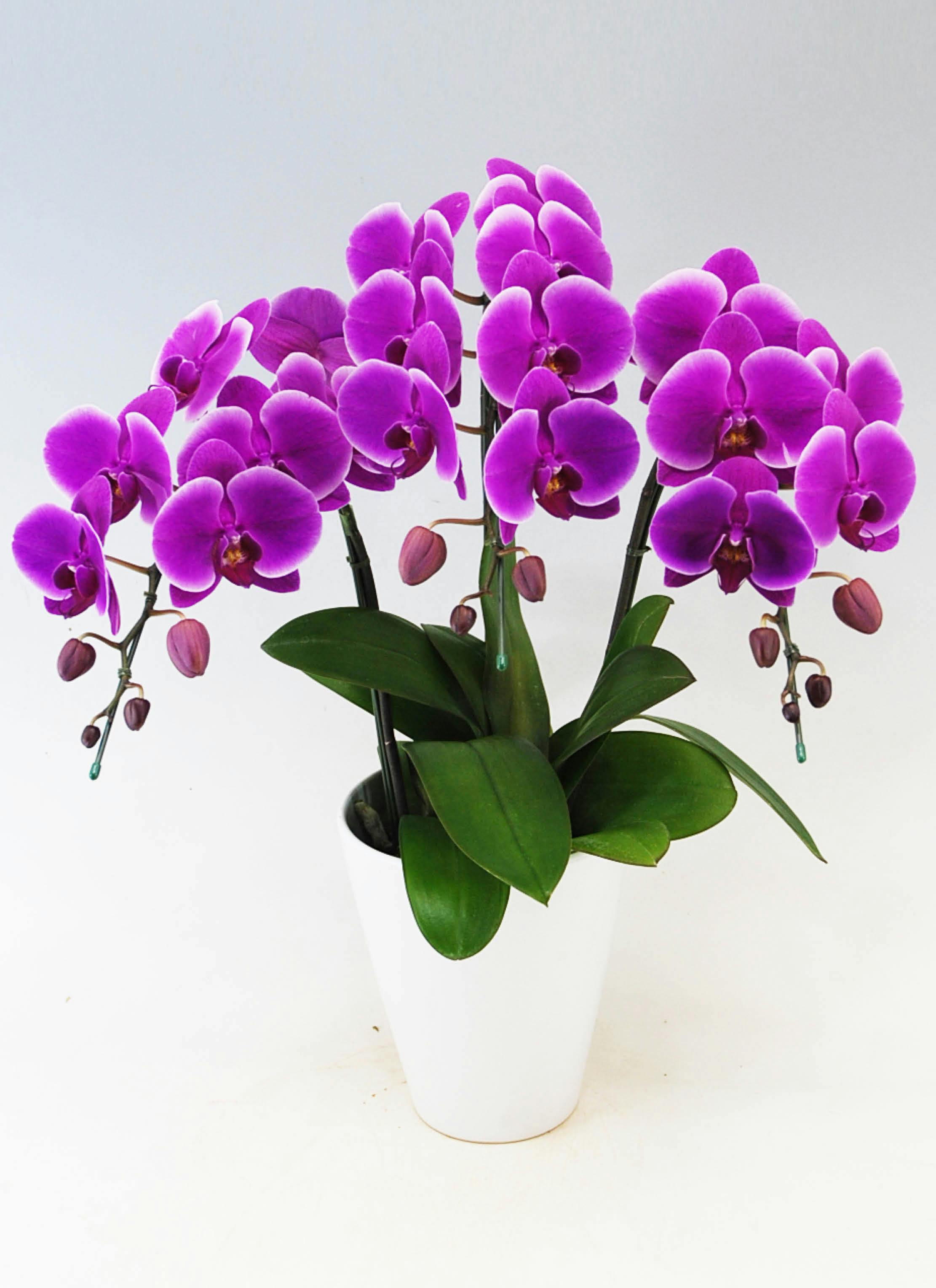 紫色の胡蝶蘭の通販 | HitoHana（ひとはな）