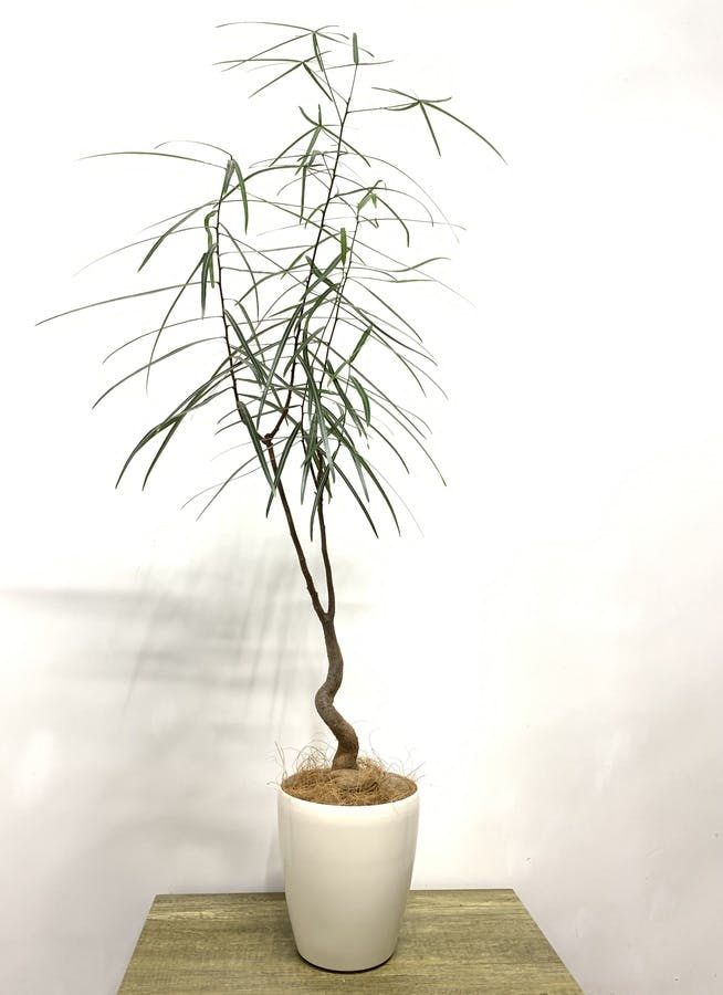 観葉植物 110cm ボトルツリー 6号 観葉植物ならhitohana ひとはな