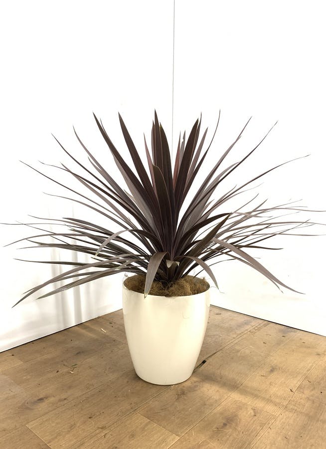 観葉植物 80cm コルディリネ コルジリネ レッドスター 8号 1都3県配送限定商品 観葉植物ならhitohana ひとはな 観葉植物 80cm コルディリネ コルジリネ レッドスター 8号 1都3県配送限定商品 観葉植物ならhitohana ひとはな