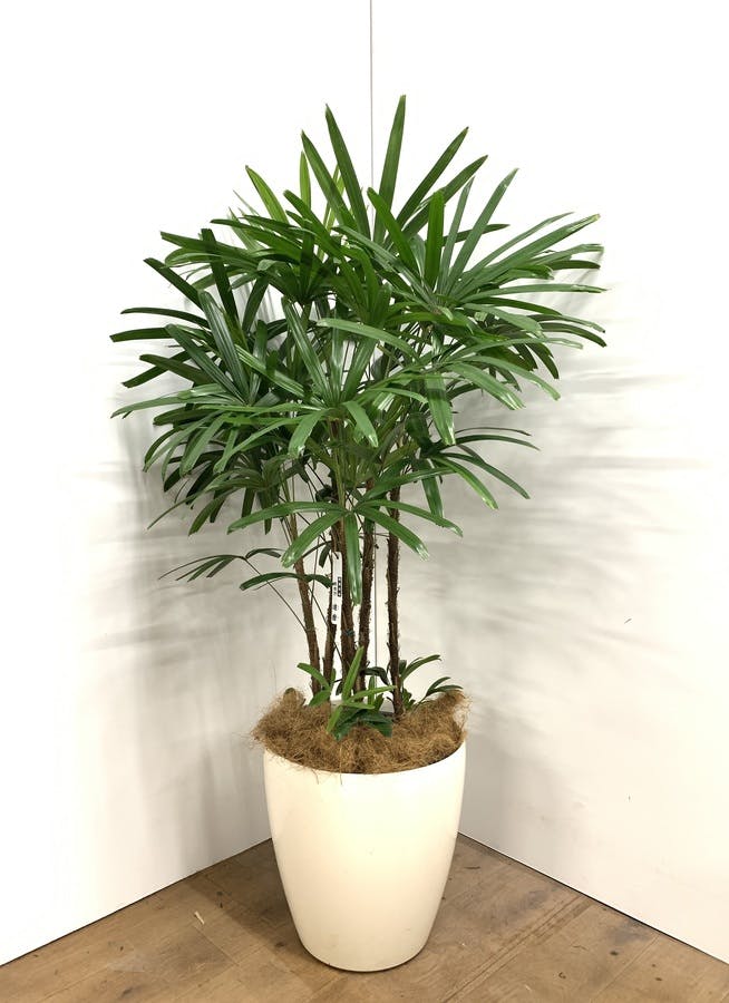 観葉植物 135cm 観音竹 達磨 10号 1都3県配送限定商品 観葉植物ならhitohana ひとはな