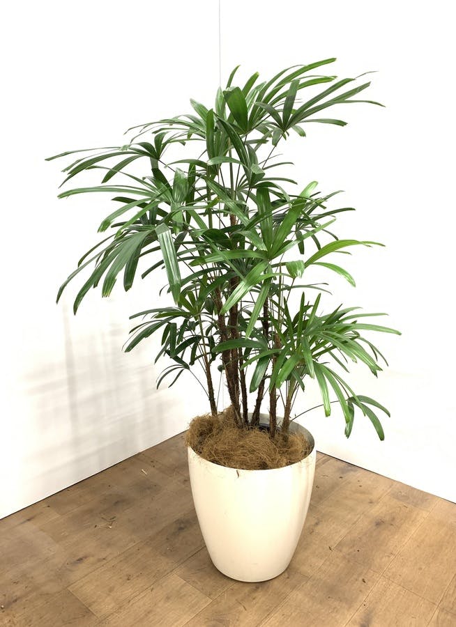 観葉植物 135cm 観音竹 達磨 10号 1都3県配送限定商品 観葉植物ならhitohana ひとはな 観葉植物 135cm 観音竹 達磨 10号 1都3県配送限定商品 観葉植物ならhitohana ひとはな