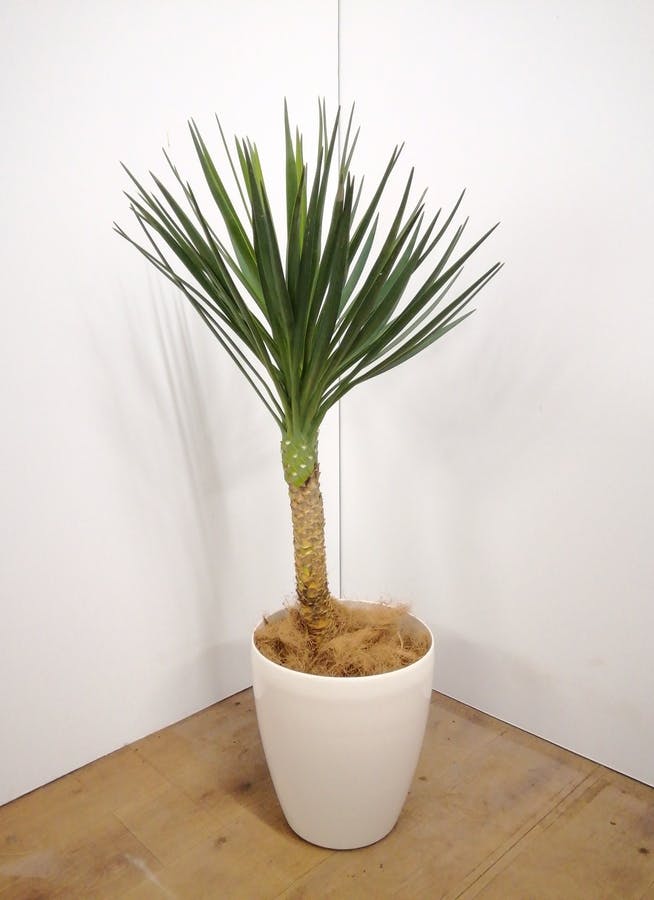 観葉植物 100cm ユッカ センジュラン アロイフォリア 7号 観葉植物ならhitohana ひとはな 観葉植物 100cm ユッカ センジュラン アロイフォリア 7号 観葉植物ならhitohana ひとはな