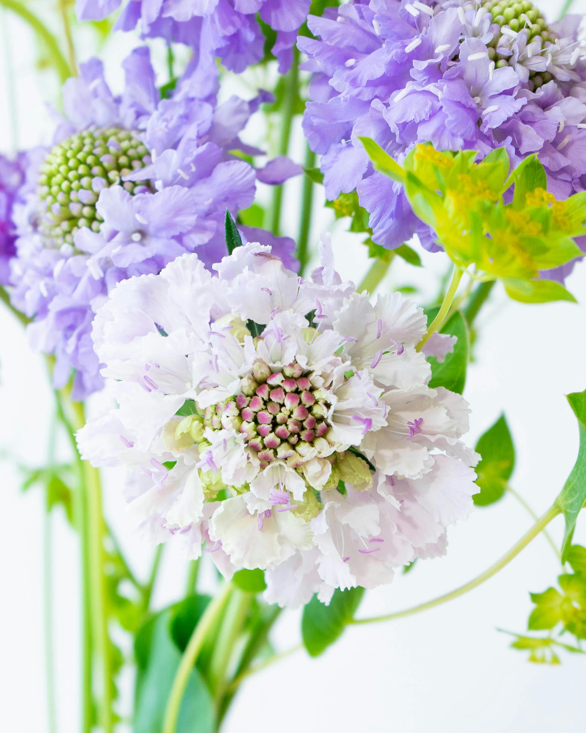 期間限定10％OFF対象商品】産地直送 スカビオサ 草花 花束 ラベンダー