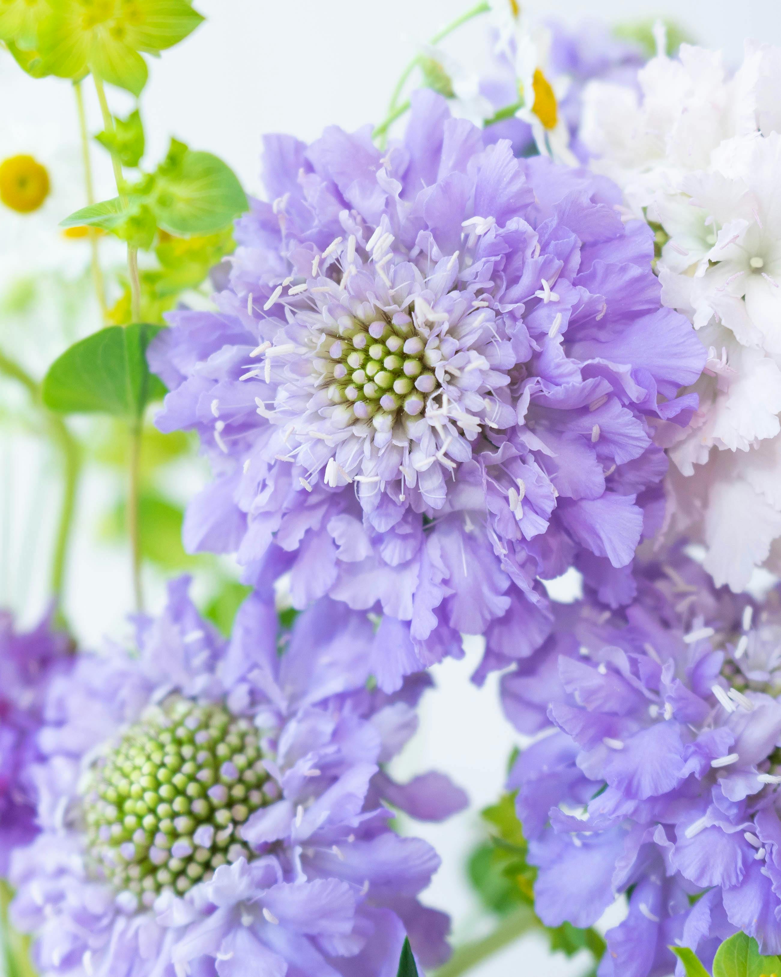 産地直送 スカビオサ 草花 花束 ラベンダー ／千葉 金井園芸からお届け