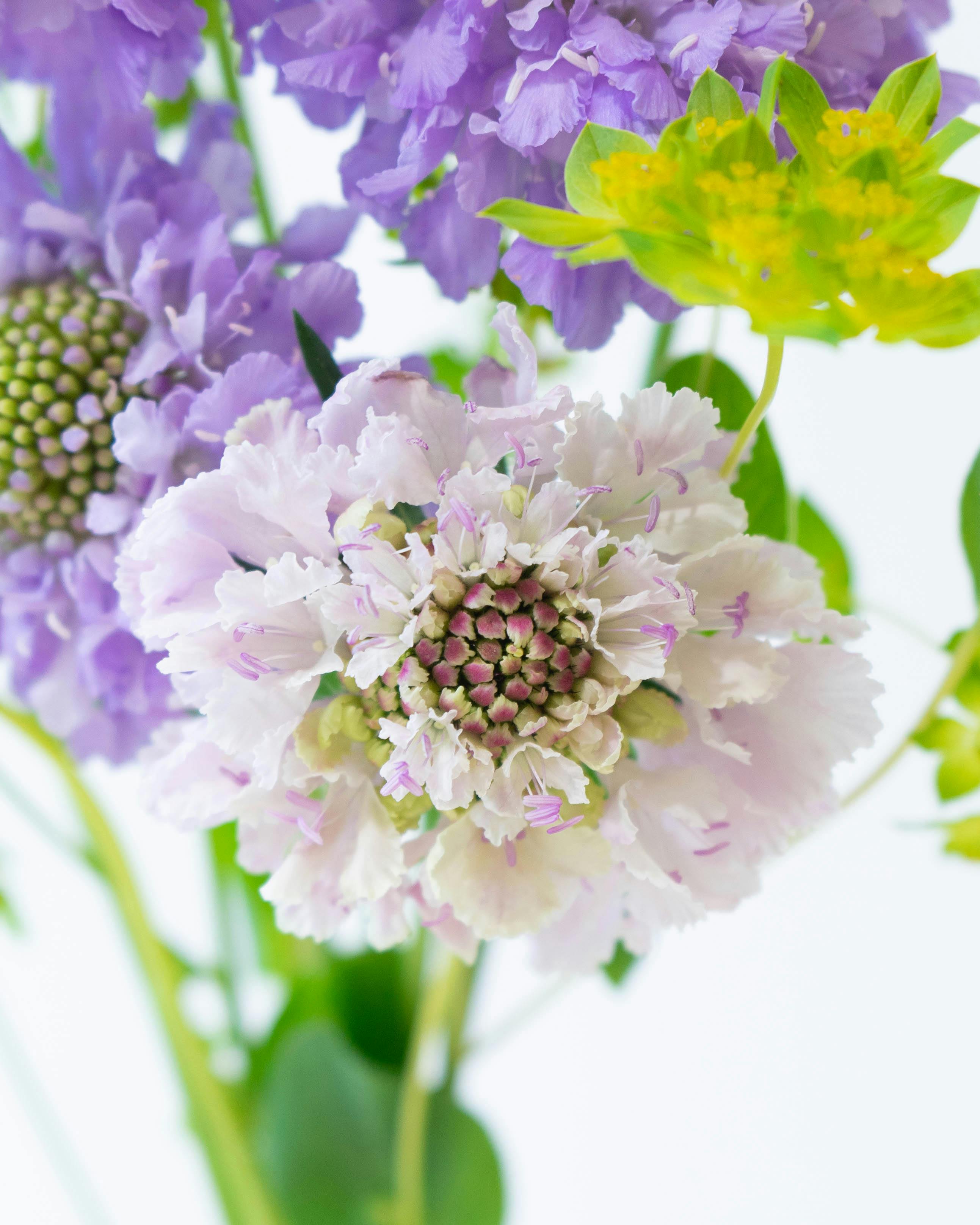 産地直送 スカビオサ 草花 花束 ラベンダー ／千葉 金井園芸からお届け