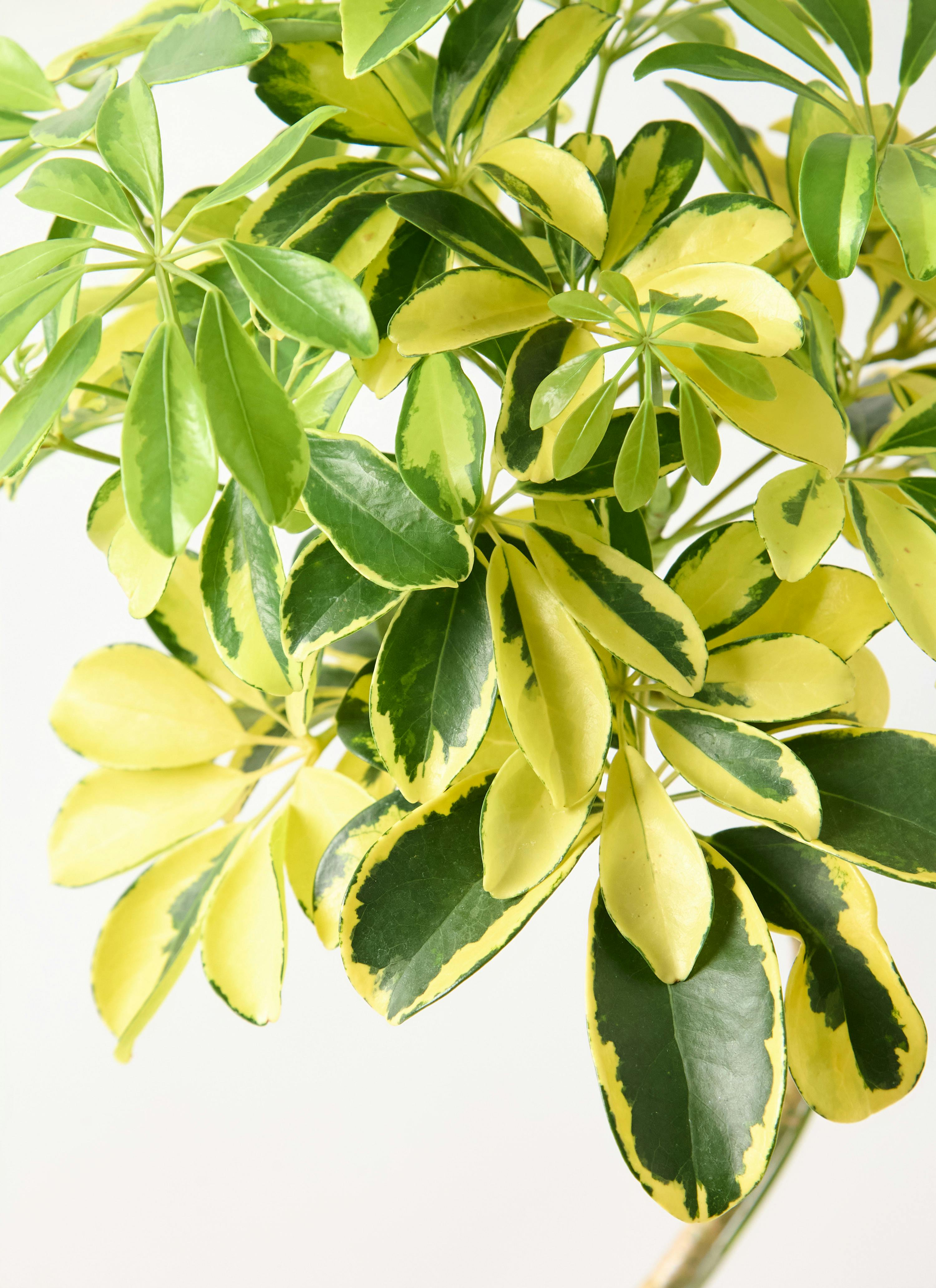 観葉植物 カポック（シェフレラ） 7号 ハッピーイエロー 曲り