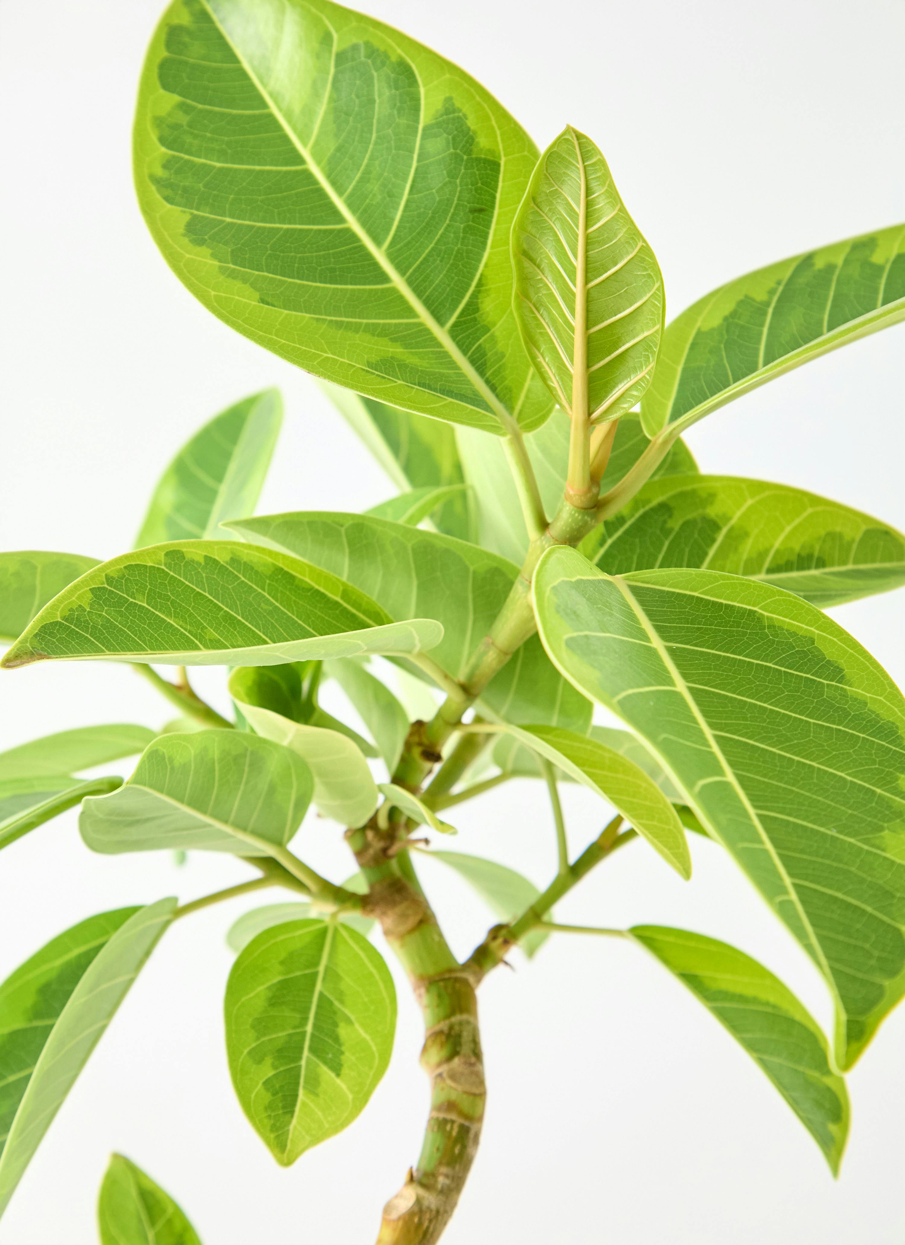 観葉植物 フィカス アルテシーマ 5号 曲り プラスチック鉢 | 観葉植物