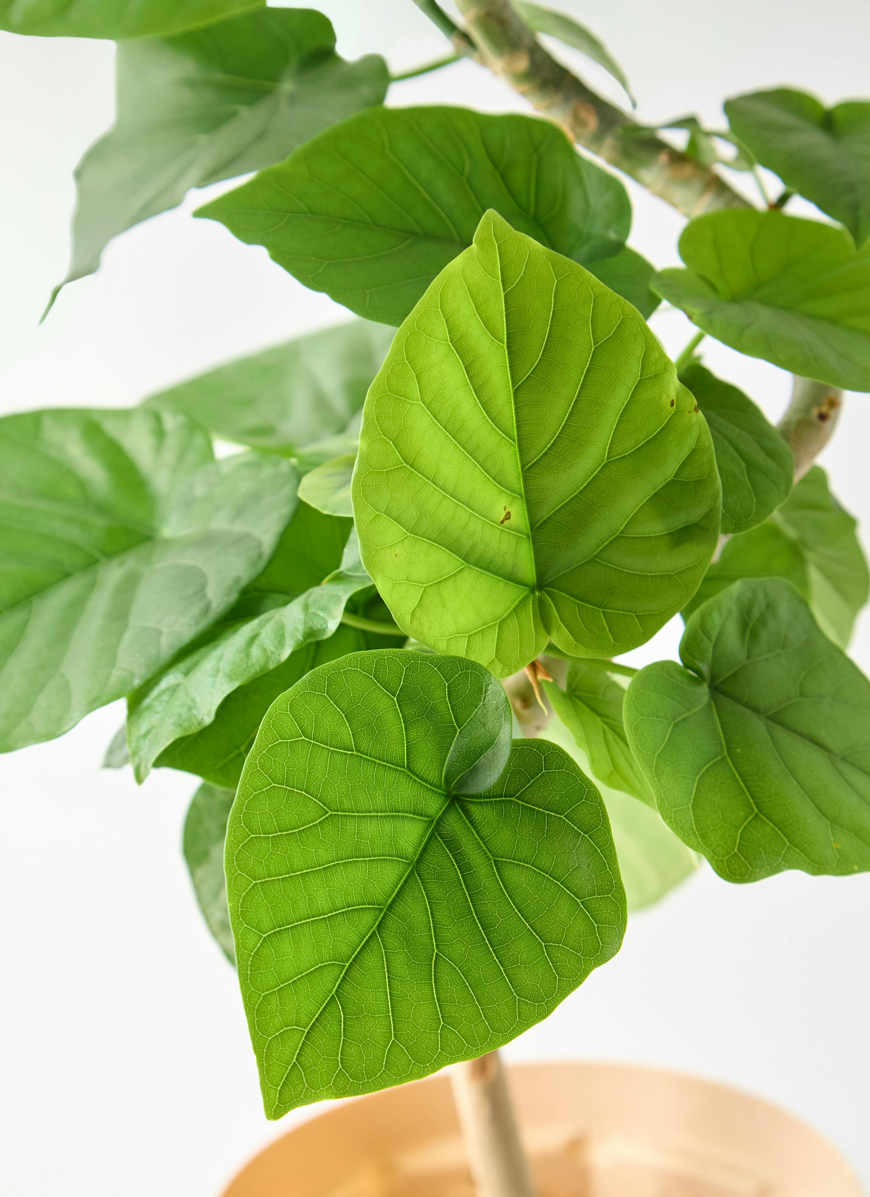 観葉植物 フィカス ウンベラータ 5号 曲り シリンドリコ