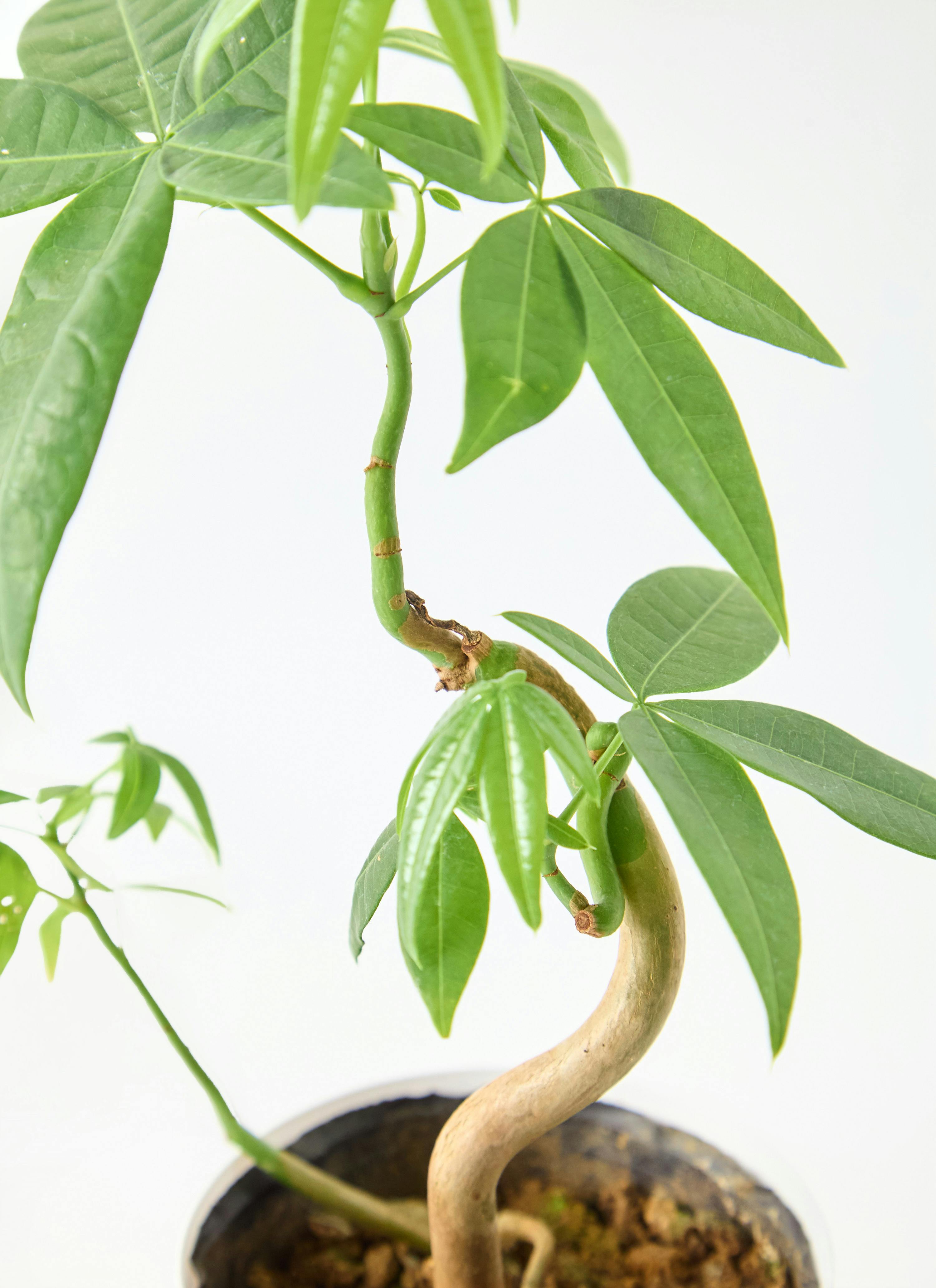 珍しい！パキラ3本立！観葉植物‼️縁起物植物！くねくね個性的樹形！高さ145◎ 観葉植物 パキラ 3号 実生 プラスチック鉢 | 観葉植物なら