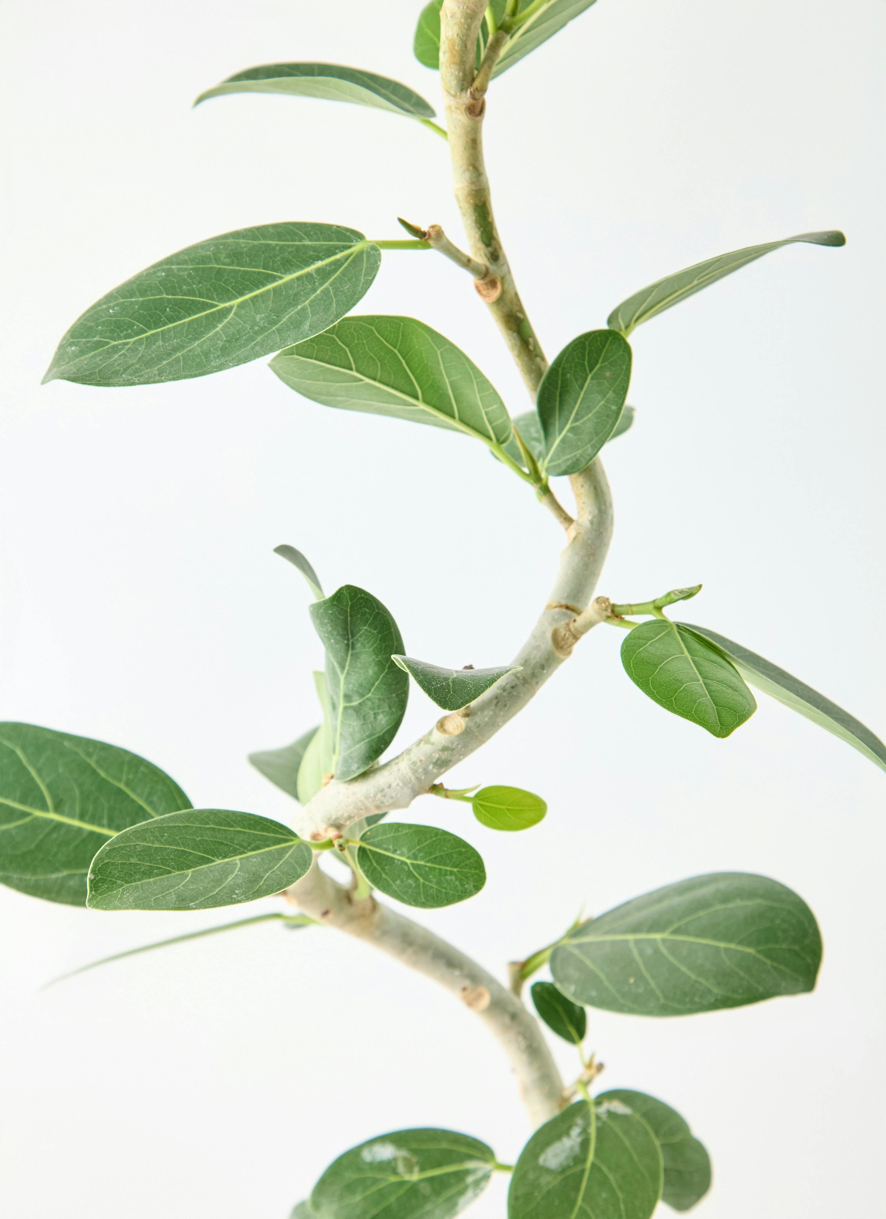 観葉植物 フィカス ベンガレンシス 5号 曲り インティ M 濃グレイ 付き