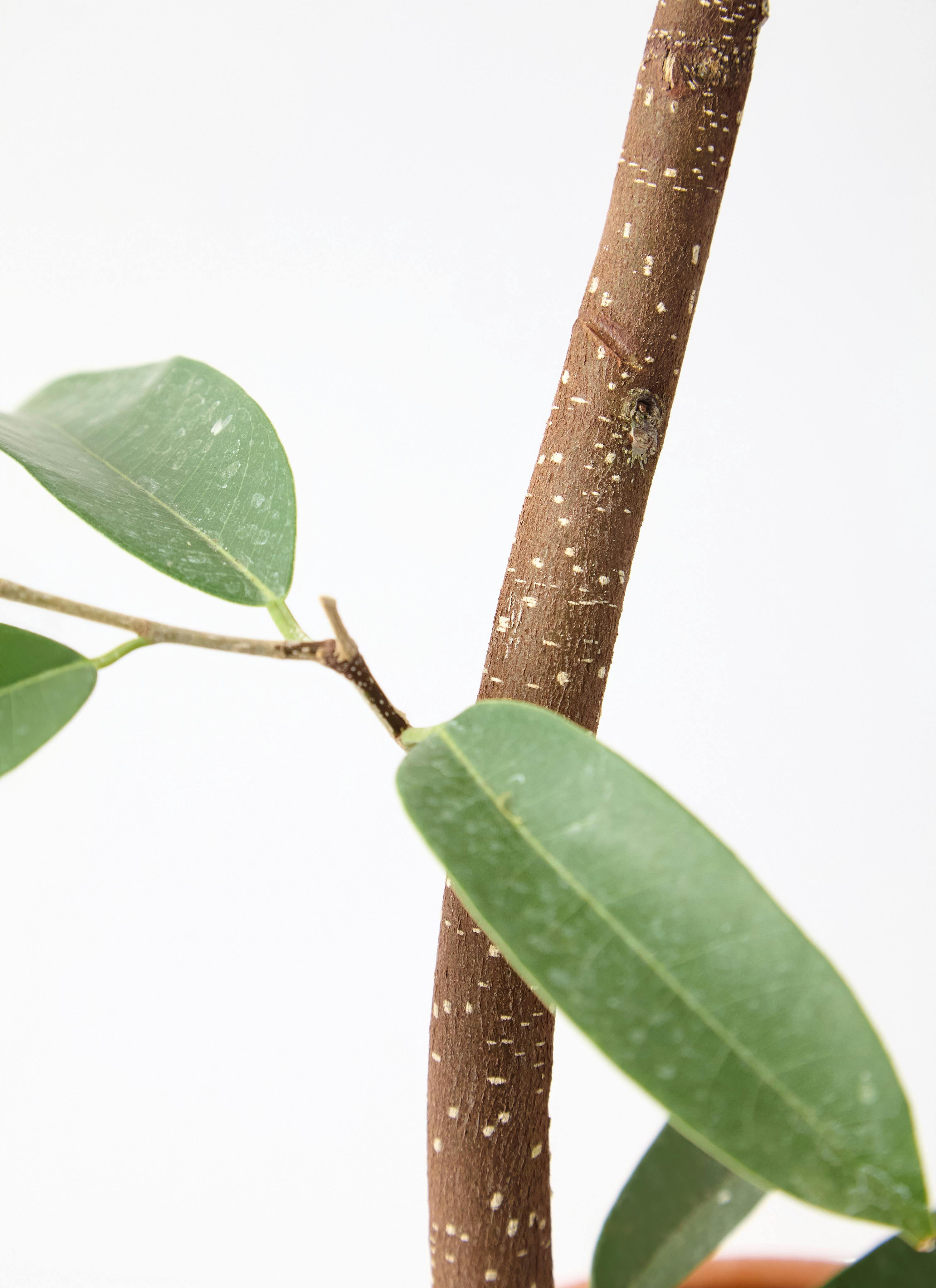 観葉植物 フィカス アムステルダムキング 7号 曲り プラスチック鉢